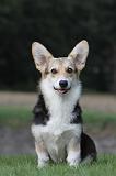 CORGI PEMBROKE 298
